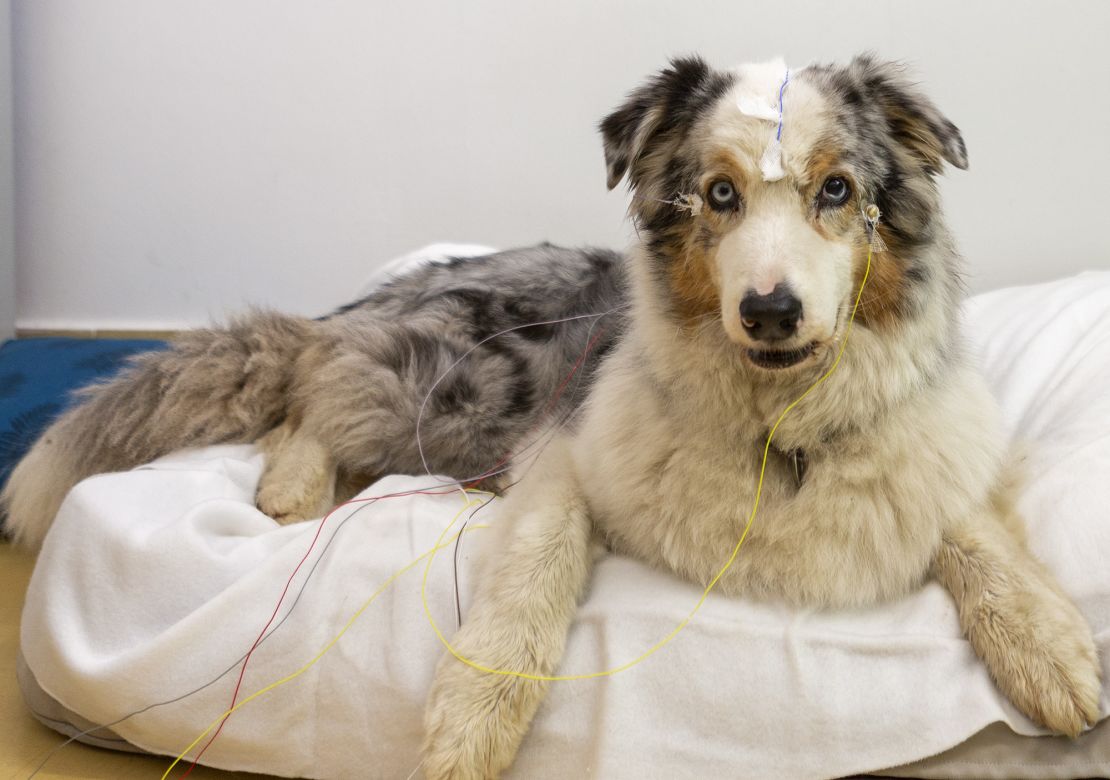Researchers measured the dogs' brain activity.