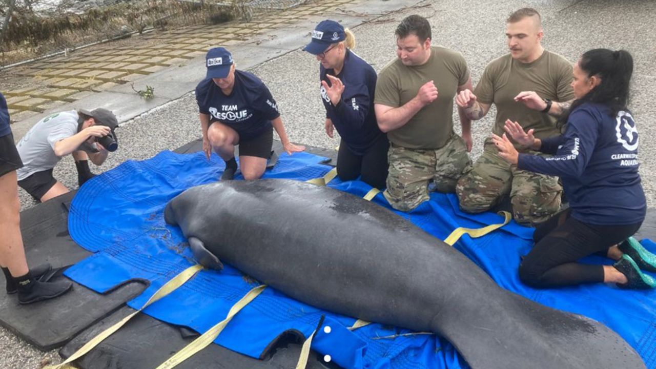 Members of the Florida Fish and Wildlife Conservation Commission work to rescue a manatee that was stranded in the aftermath of Hurricane Helene.