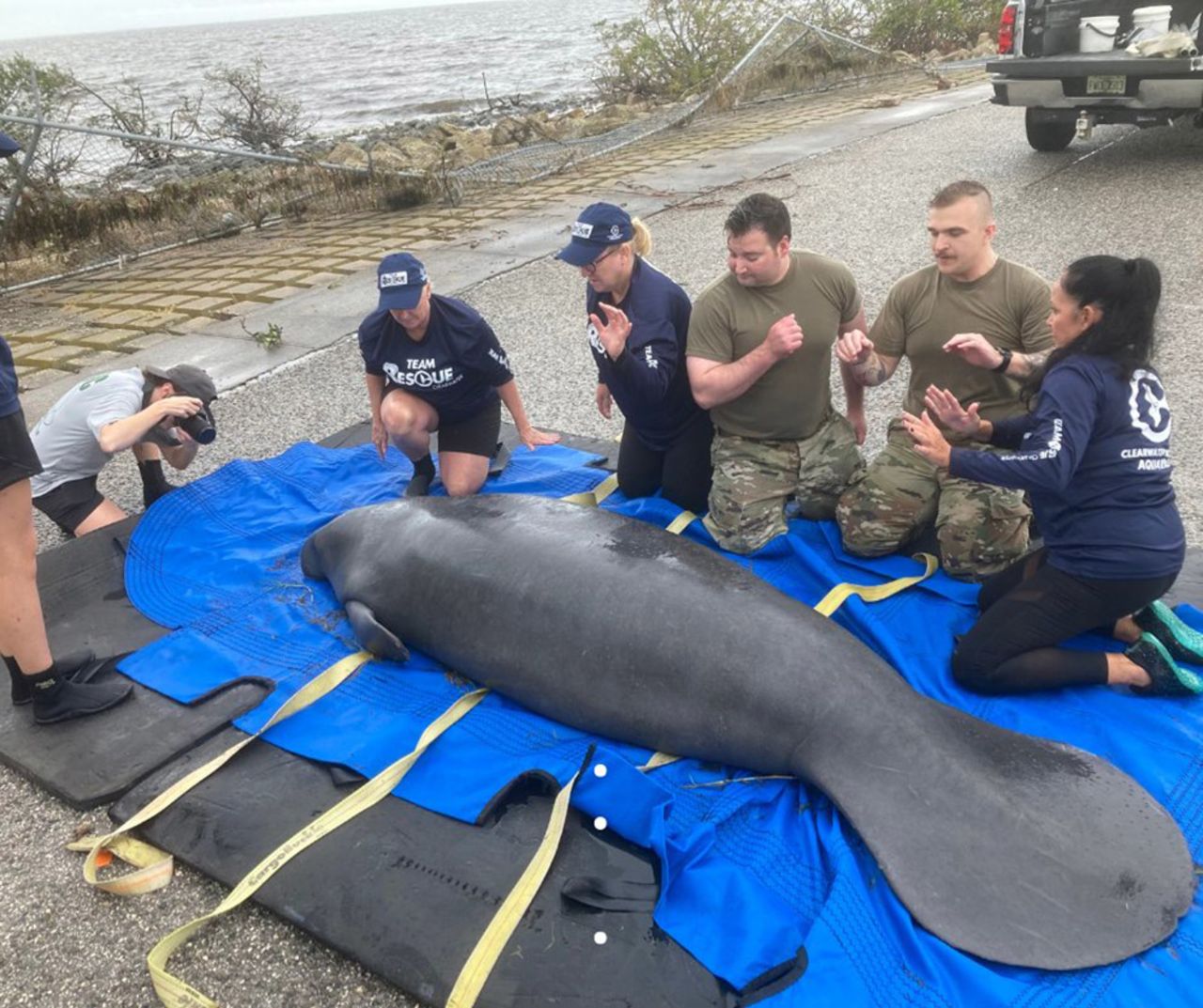 Members of the Florida Fish and Wildlife Conservation Commission work to rescue a manatee that was stranded in the aftermath of Hurricane Helene.