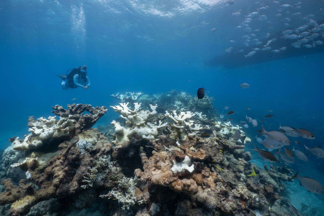 Buzos sobre corales blanqueados en el arrecife de Looe Key, frente a la costa de Big Pine Key, en Florida, en julio de 2023. El calor oceánico, que ha batido récords, ha llevado a los corales al borde del abismo en los últimos años.
