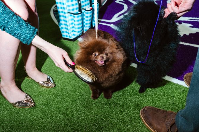 Albert, a Pomeranian, is groomed by owner/handler Liz McCarthy-Martin on Monday.