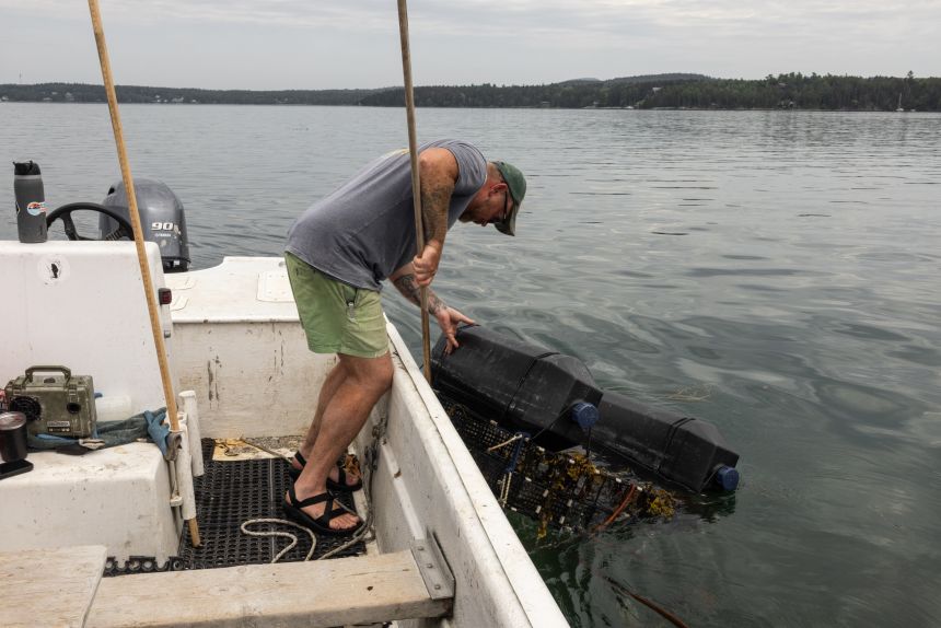 Graham Platner revisa los flotadores de ostras en el puerto de Sullivan, Maine, el 25 de junio.
