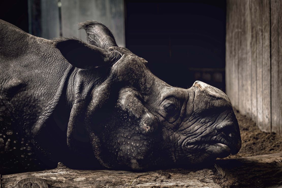 Haider Khan documented two rhinos in captivity in Germany and India.