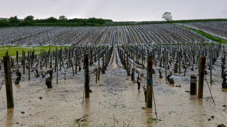 Vineyards in Chablis on Thursday May 2, following a destructive hailstorm.