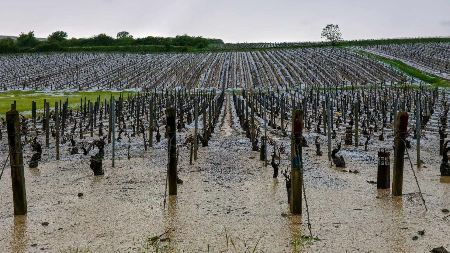 Vineyards in Chablis on Thursday May 2, following a destructive hailstorm.