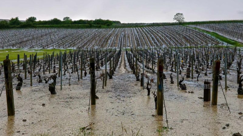 Градушка с размер на пинг-понг опустошава известния френски винен регион