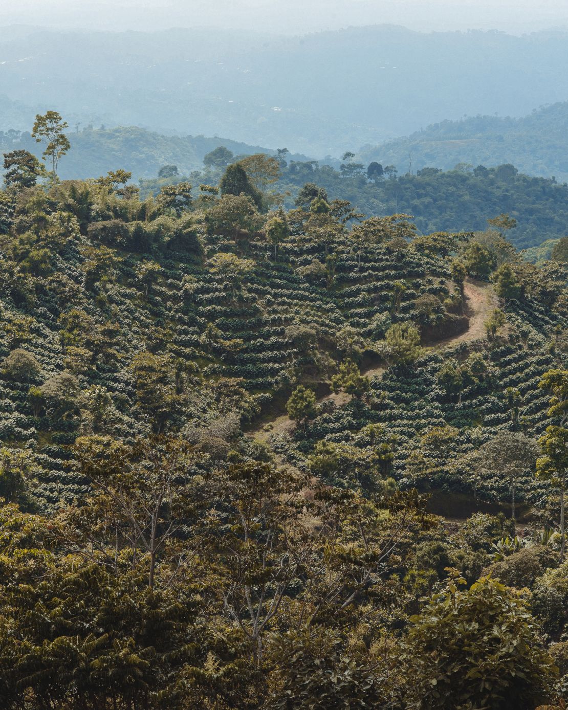 A coffee lot at Finca Hamburgo