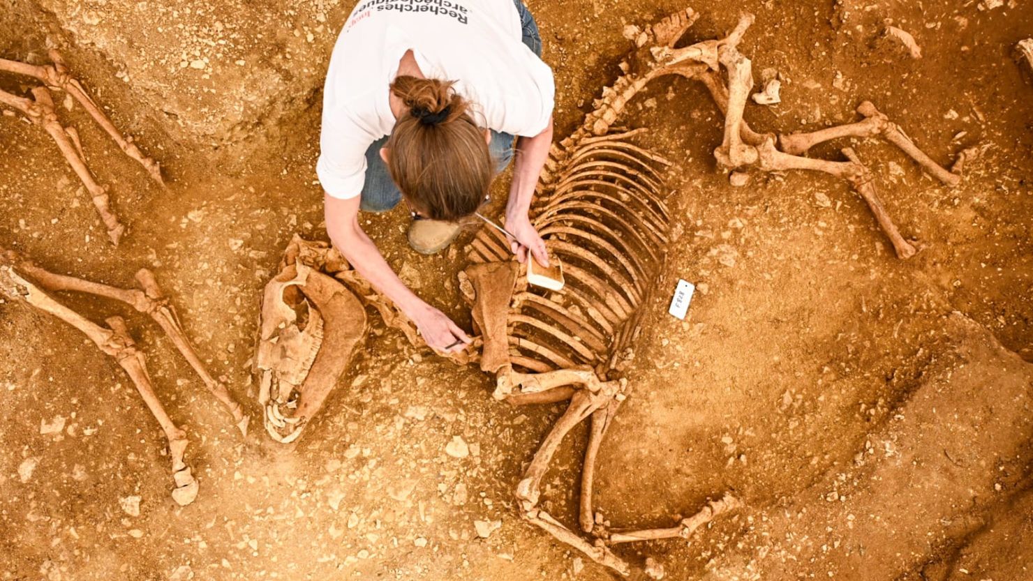 Archaeologists have uncovered graves containing the remains of horses buried about 2,000 years ago.