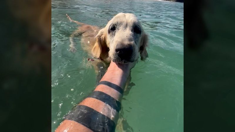 ‘A miraculous journey’: How chance encounter with a stray dog inspired Thai rescue group ‘A miraculous journey’: How chance encounter with a stray dog inspired Thai rescue group