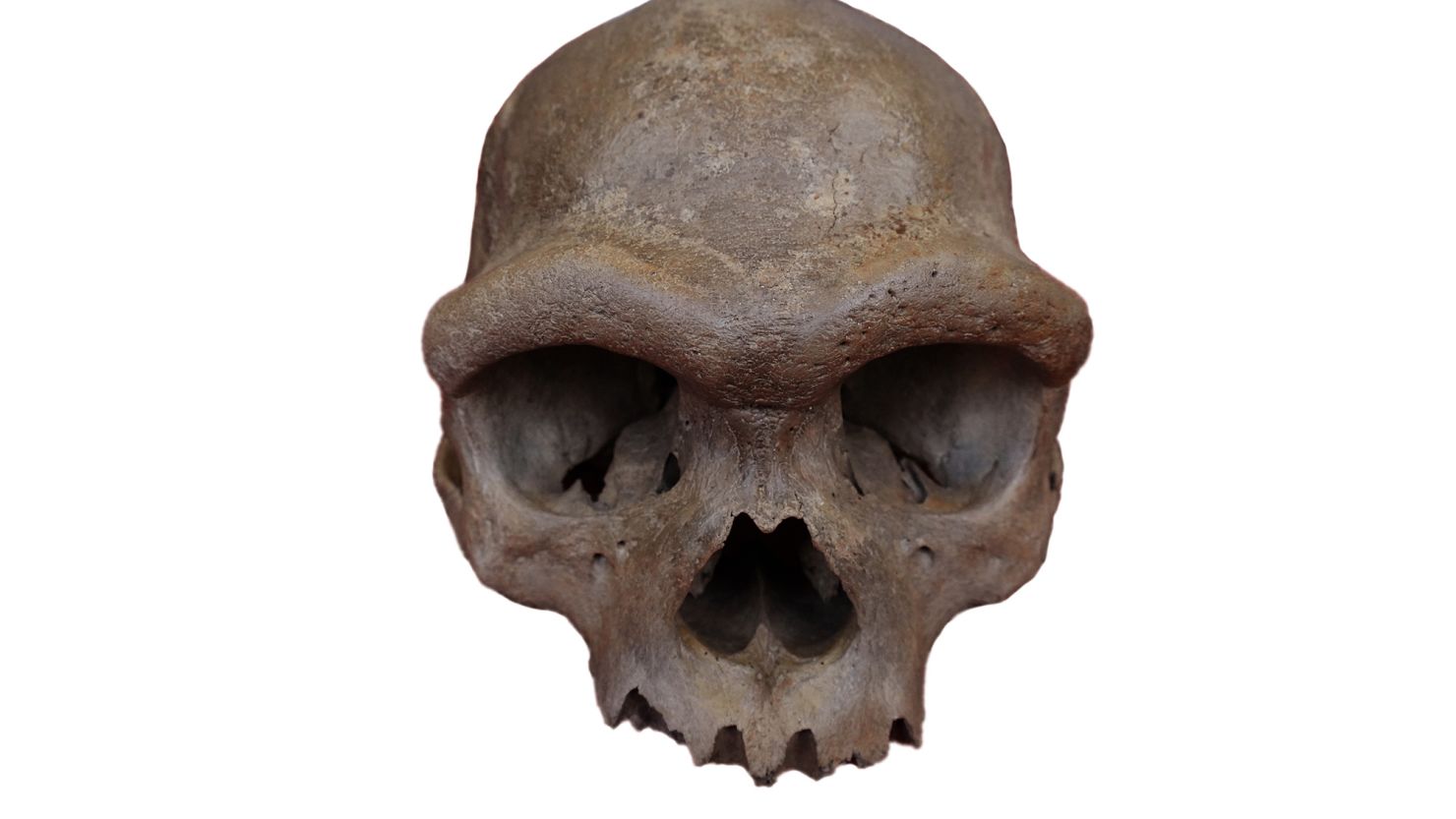 The nearly complete cranium recovered from a well in Harbin, China, dates to at least 146,000 years ago.