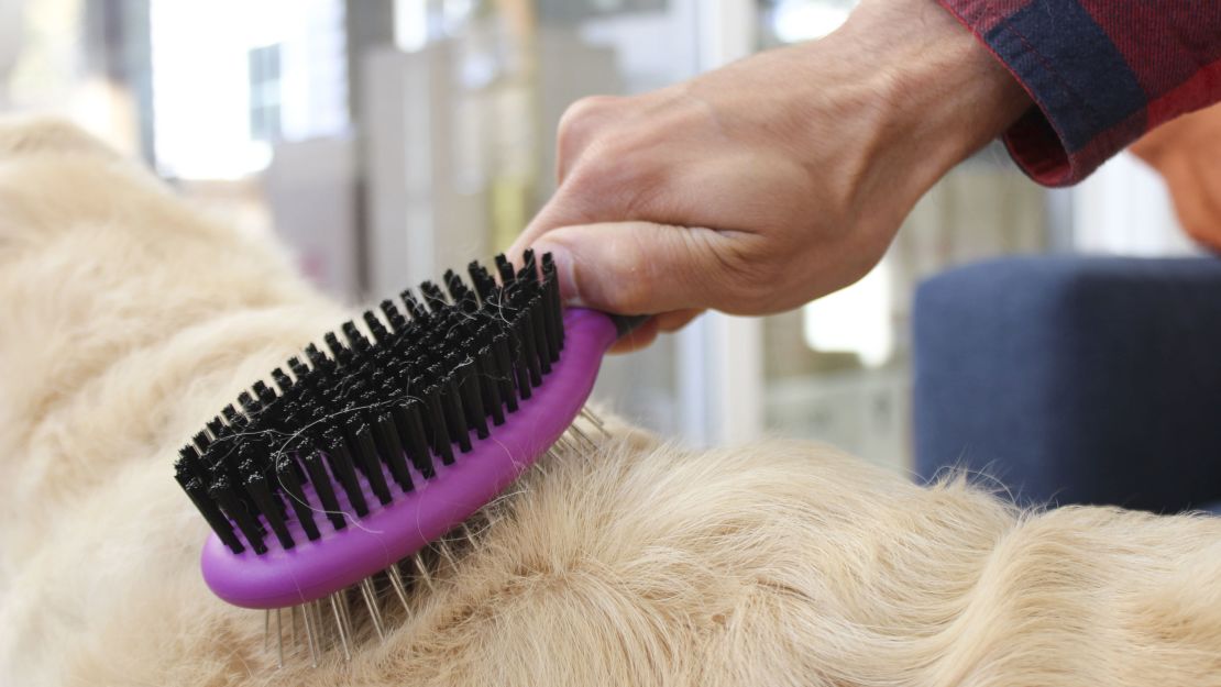 A dog being brushed.