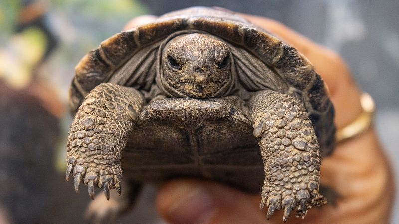 Galapagos tortoises at Philadelphia Zoo become first-time parents at nearly 100
