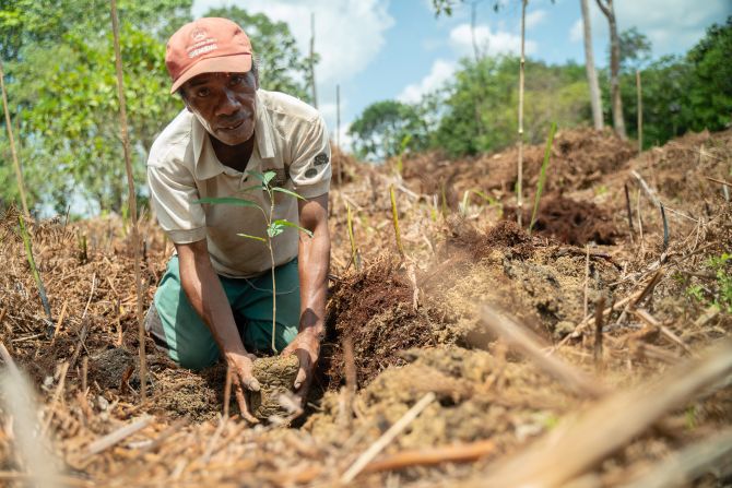 HIH is also involved in replanting lost forest, and says it reforested 62 hectares around Gunung Palung National Park in 2023.