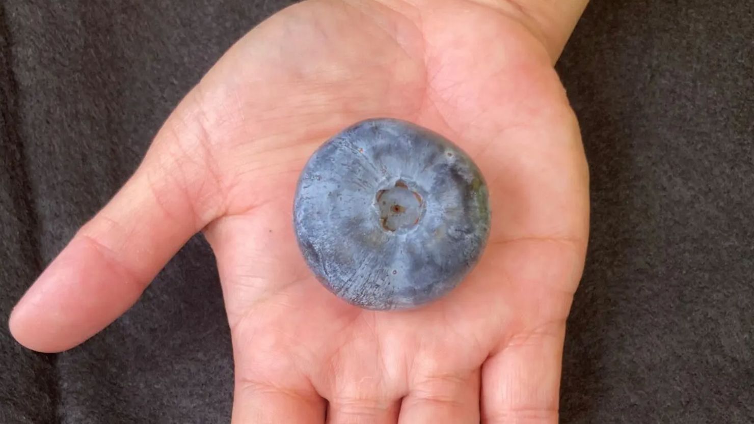 The blueberry is now officially the world's heaviest.