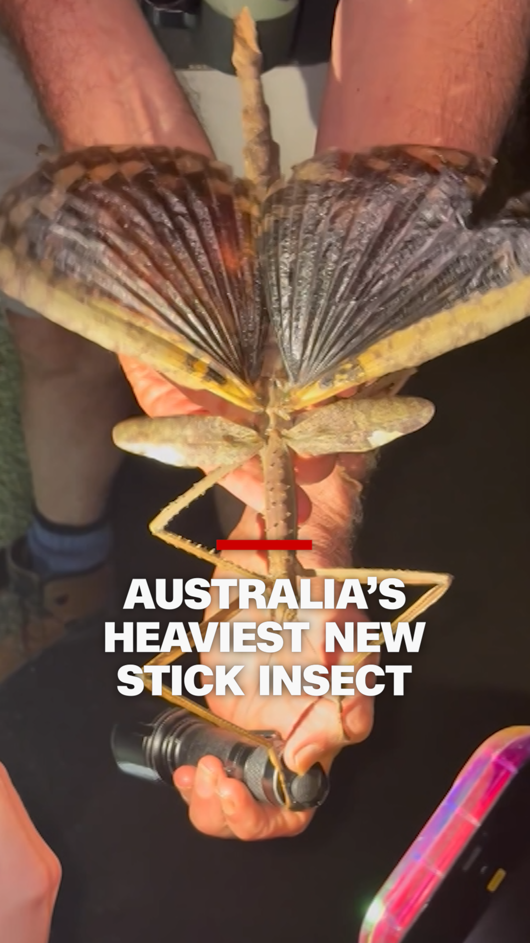 A team of Australian scientists has discovered a new species of giant stick insect, Acrophylla alta, in the tropical forests of northeastern Australia. At nearly 40 cm long and weighing 44 grams, it could be the heaviest insect ever recorded in the country.