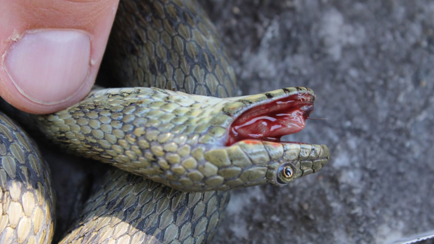 Dice snakes can smear themselves with feces and ooze blood from their mouths to deter predators.