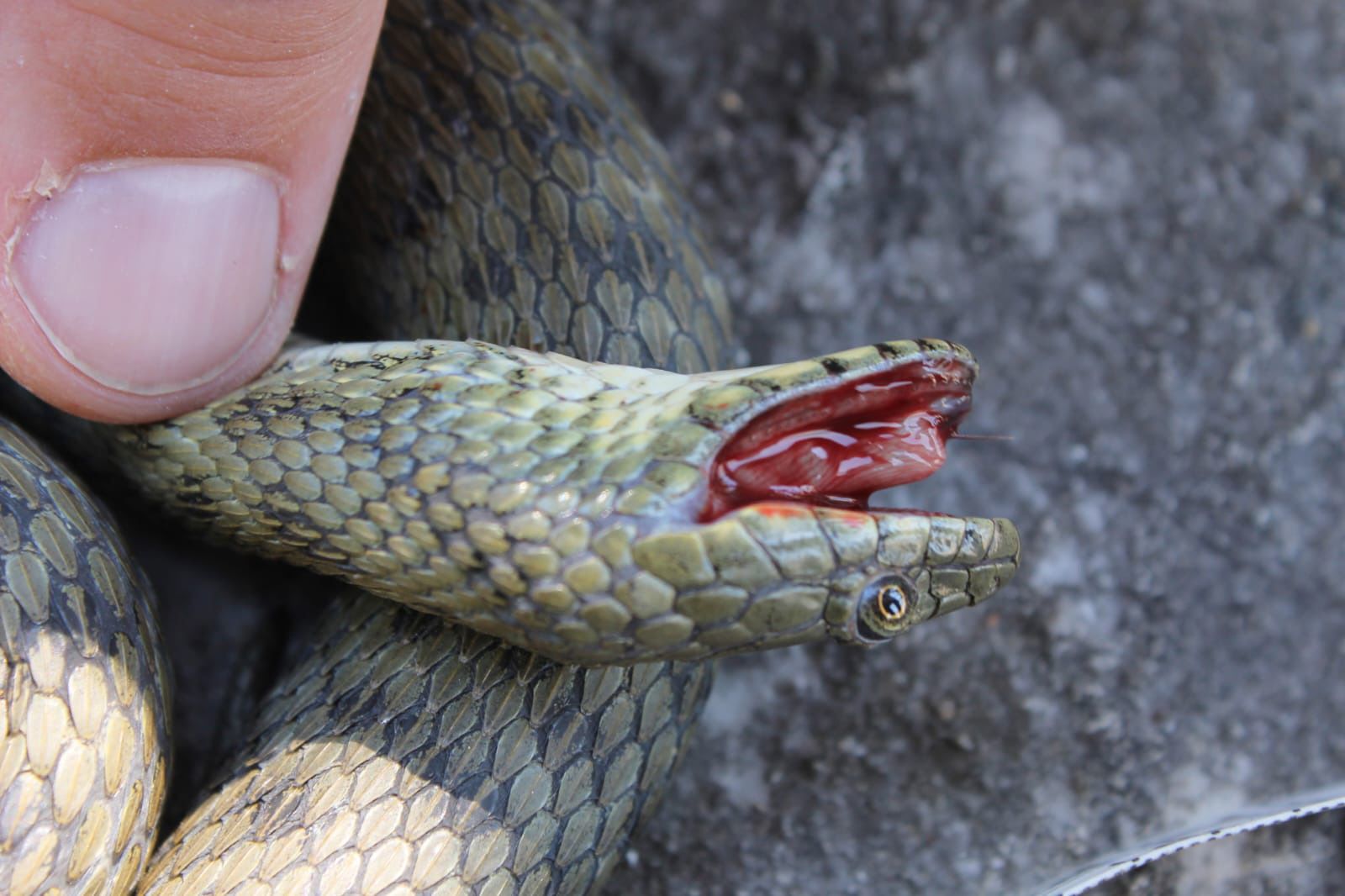 These snakes not only fake their own deaths, they use gory special effects  to do it | CNN