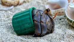 hermit crabs okinawa japan shawn miller 1.jpg