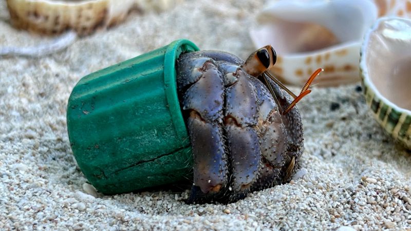 Watch: Hermit crabs in Okinawa, Japan, are getting proper shells thanks to wildlife photographer