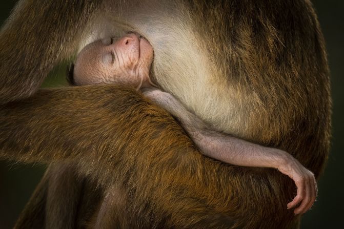 Hikkaduwa Liyanage Prasantha Vinod watched this  baby toque macaque almost fall asleep as it suckled milk from its mother in Wilpattu National Park, Sri Lanka.