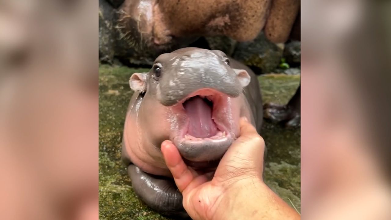 Pygmy hippos - Figure 1