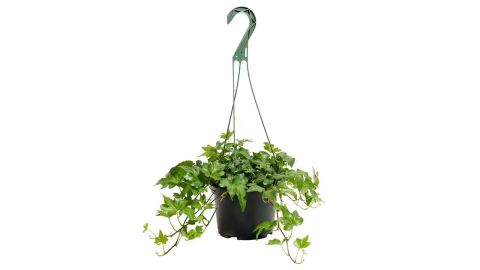 Home Depot English Ivy.jpg