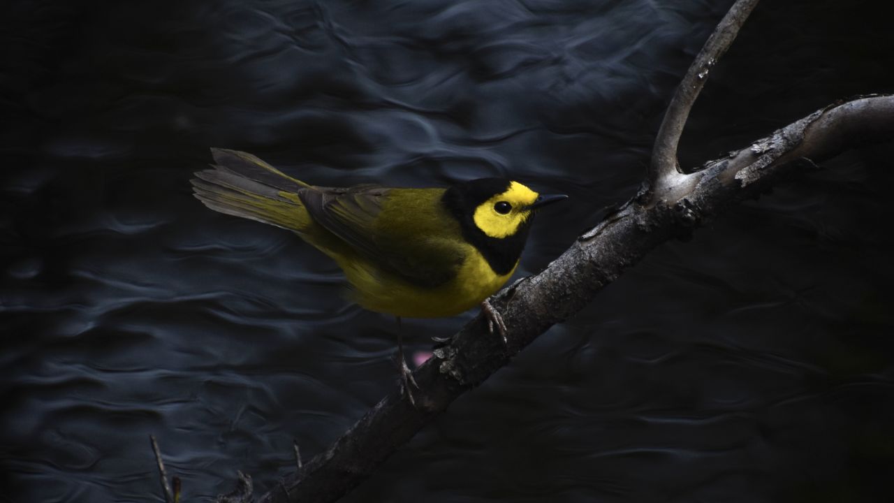 It takes time to learn how to ID birds. This Hooded Warbler could be confused for a Wilson's Warbler or Kentucky Warbler.