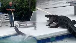 hor caiman.00_01_58_25.Still002.jpg