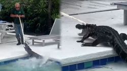 hor caiman.00_01_58_25.Still002.jpg