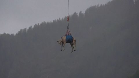 hor vacas.00_01_31_17.Still001.jpg