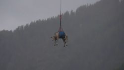hor vacas.00_01_31_17.Still001.jpg