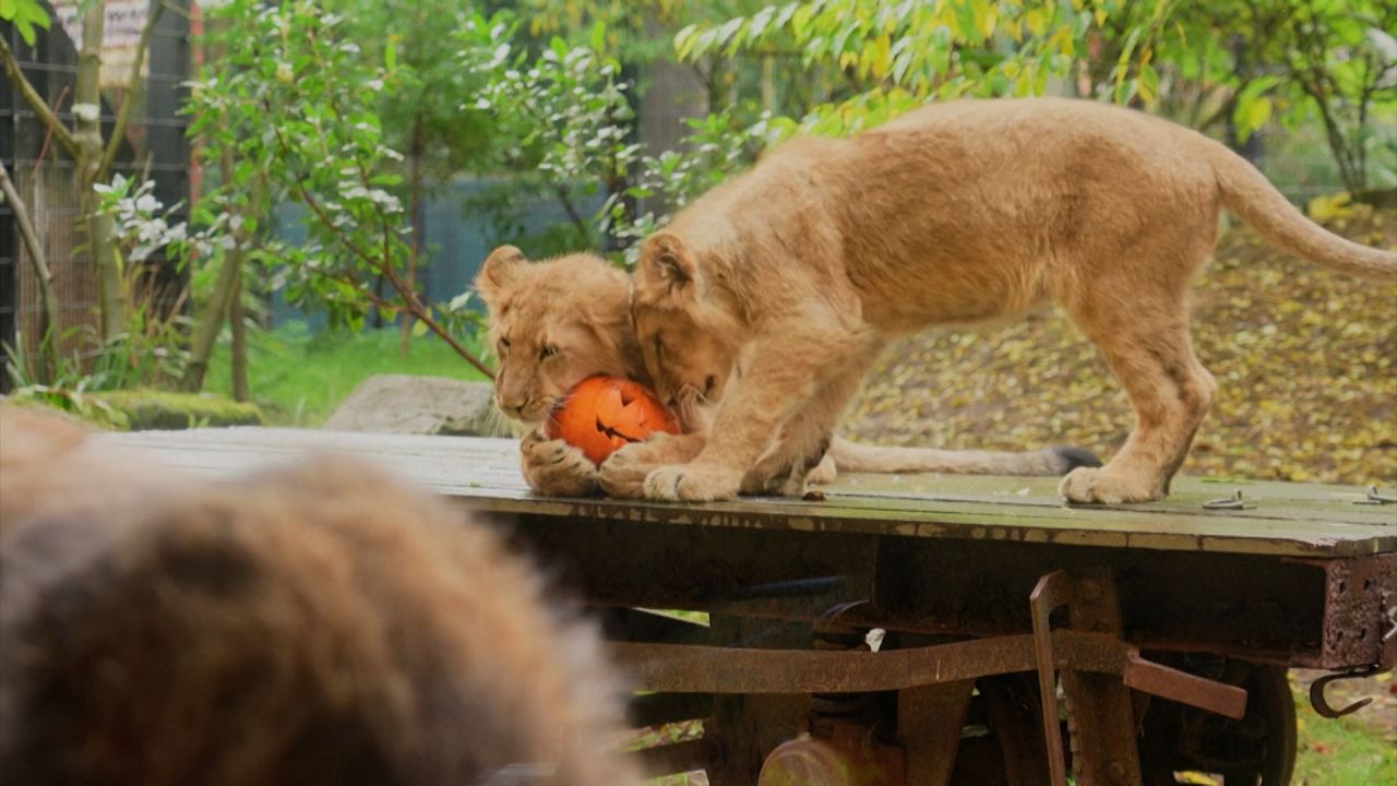 Este martes, leones asiáticos y suricatas del Zoológico de Londres recibieron como golosinas calabazas con especias para celebrar el Halloween. De acuerdo con Amy McKillop, cuidadora del zoológico, este tipo de actividades son buenas para el aprendizaje y habilidades de caza de los animales.