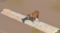 horse brazil floods thumb.jpg
