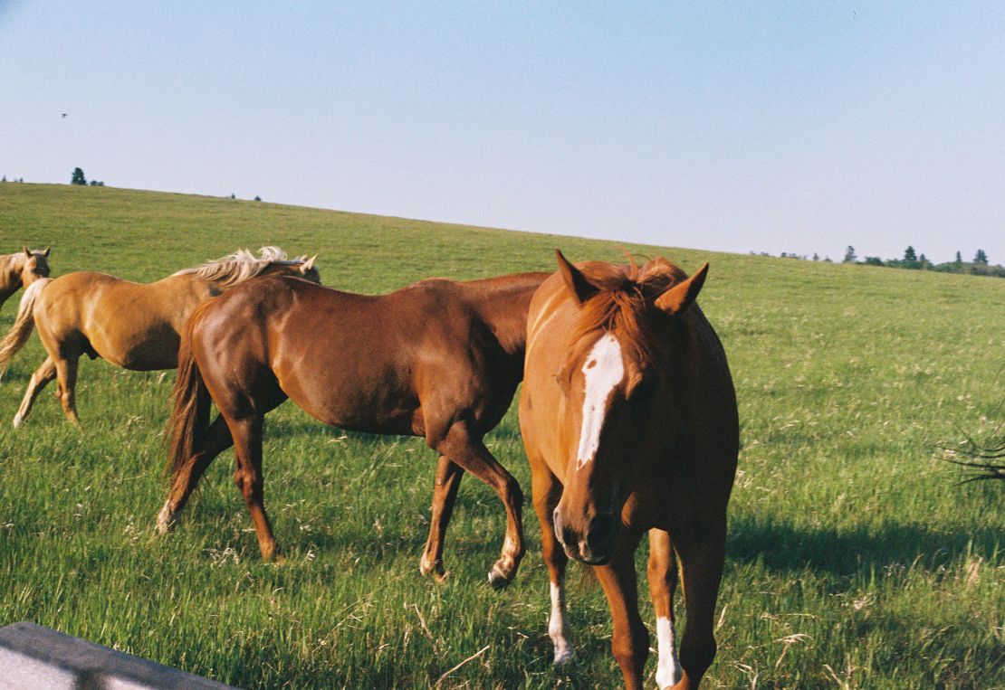 Horses prance in a pasture on Rath's ranch.
