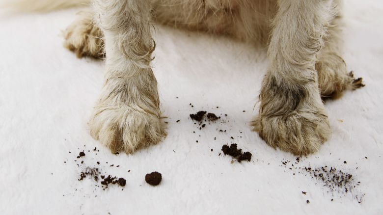 A dog's muddy paws dirty a white carpet.