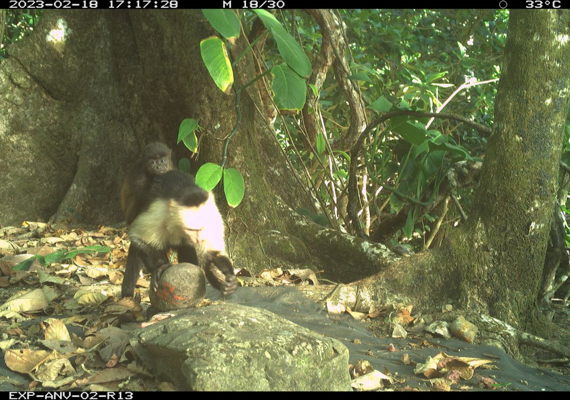 The capuchin monkeys' acts of kidnapping could be arbitrary behavior caused by boredom, the researchers suggest.