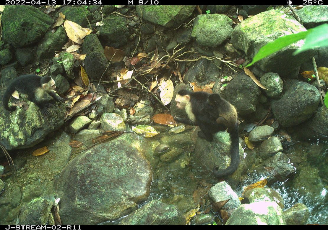 The male capuchins appeared to have few interactions with the kidnapped baby howlers.