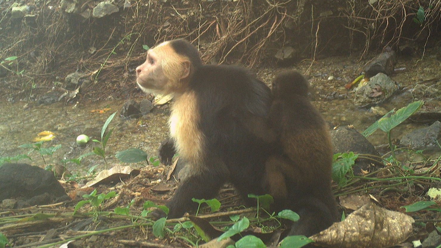 Camera trap footage from Jicarón Island revealed a male capuchin monkey carrying a howler infant on its back. Now, scientists are trying to understand what's driving this kidnapping behavior.
