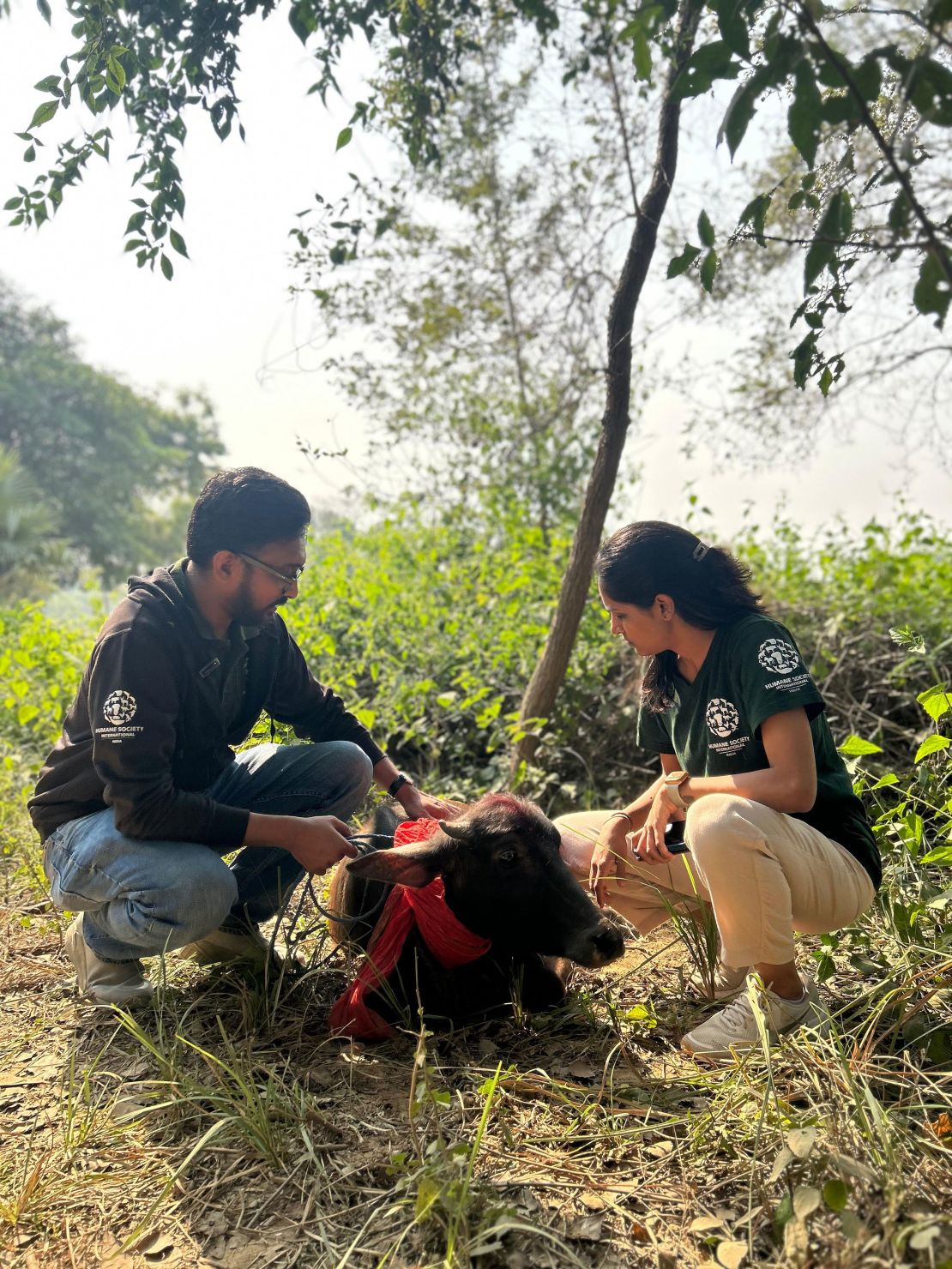 Buffaloes are rescued by HSI/India at Indo-Nepal border checkpoints ahead of this year's Gadhimai festival.