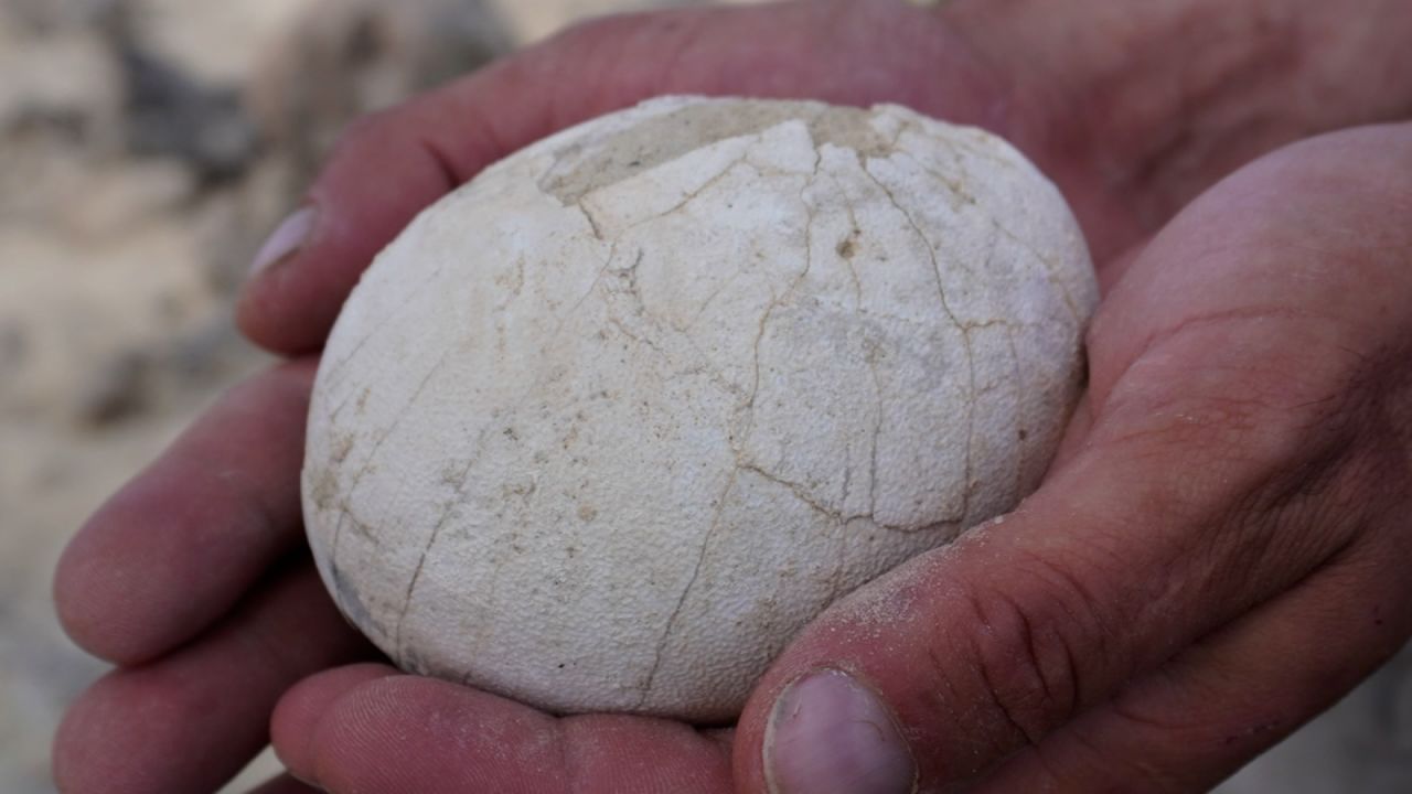 huevo dinosaurio argentina.jpg