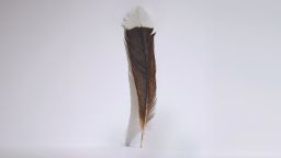 <em>A single feather from a huia bird – extinct since the early 1900s – has sold at Webb’s Auction House in New Zealand for $46,521, breaking the previous world record by 450%.</em>