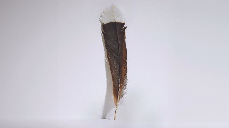 <em>A single feather from a huia bird – extinct since the early 1900s – has sold at Webb’s Auction House in New Zealand for $46,521, breaking the previous world record by 450%.</em>