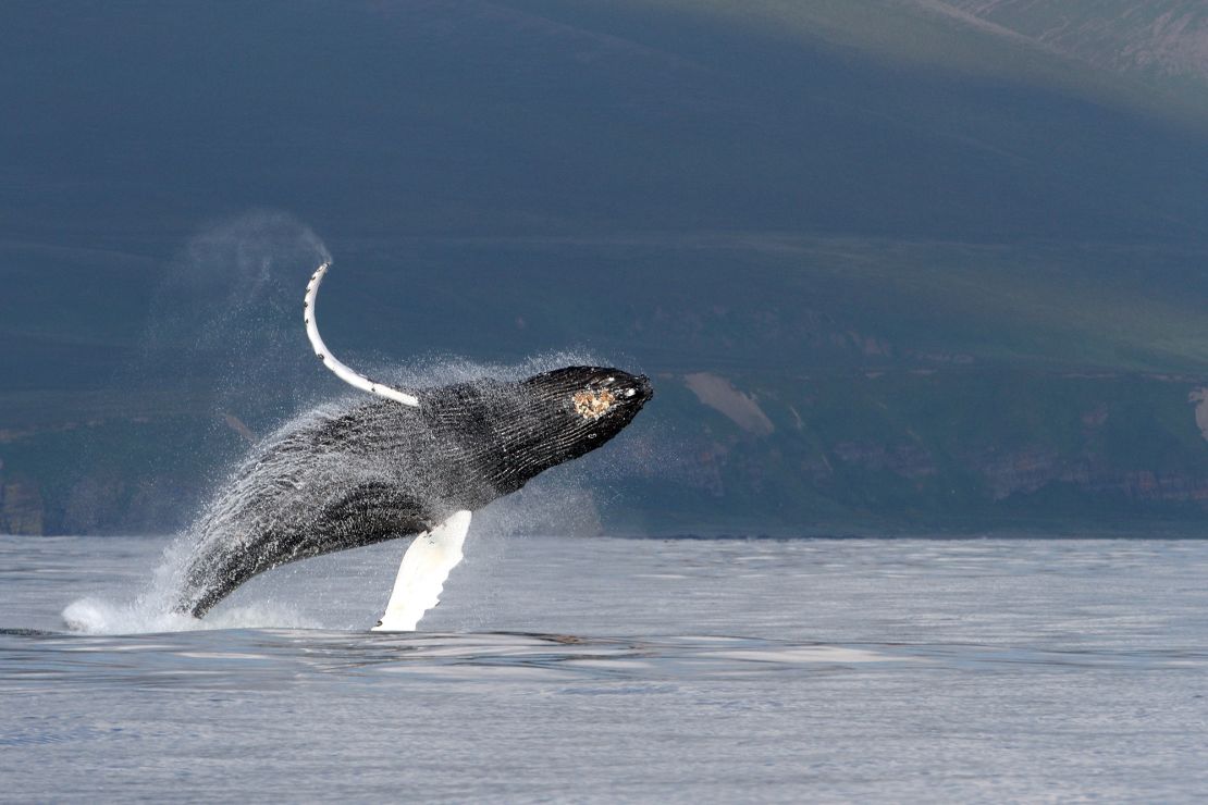 A humpback whale breaches near Bering Island off Russia's Kamchatka Peninsula. The unique structures in a baleen whale's throat allows it to breathe massive amounts of air when they go to the surface, according to the study.