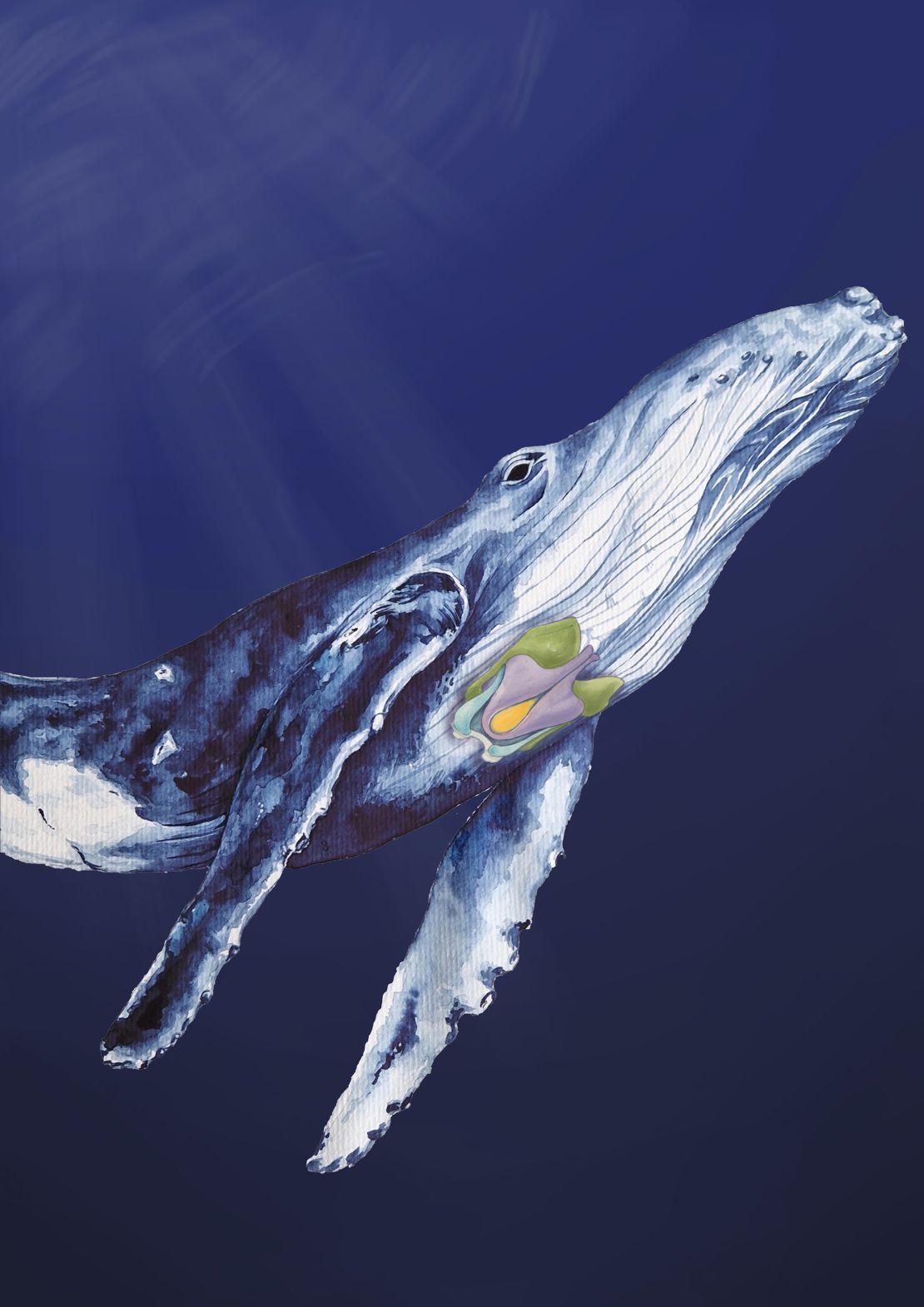 A painting of humpback whale indicates the cartilages of the larynx, or voice box.
