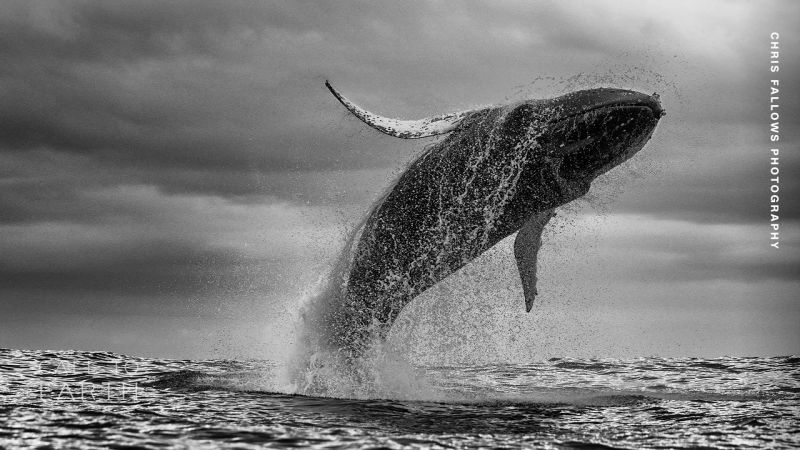 The comeback of the humpbacks