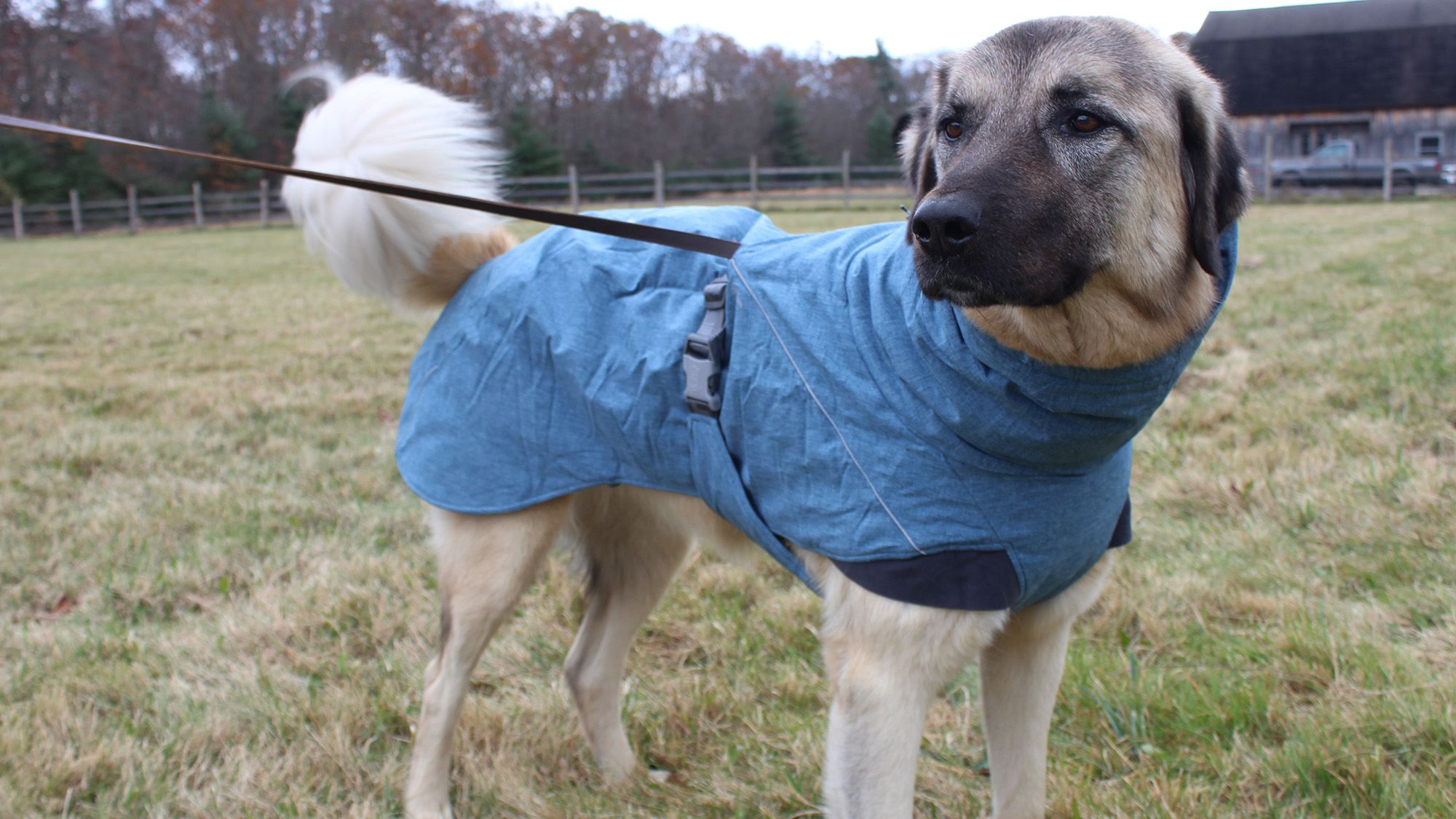Seriously Gorgeous, Pooch-Hiding Sweaters You'll Wear All. Winter