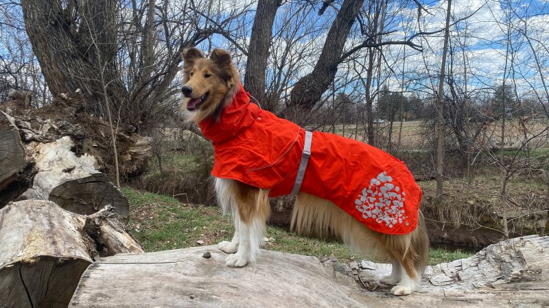 12 best dog raincoats for rainy walks CNN Underscored