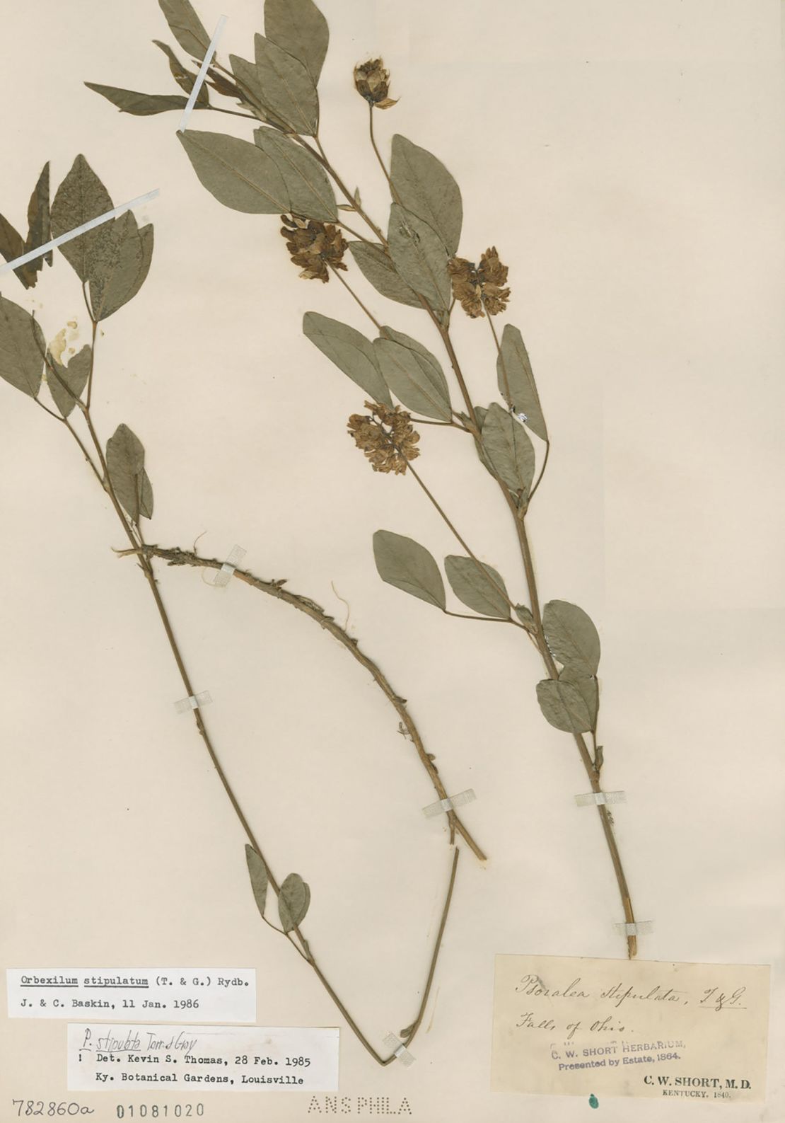 Orbexilum stipulatum is a plant species from the legume family, noted for its unique appearance and ecological role in its native environment. This plant plays an important part in soil stabilization and biodiversity in its habitat.