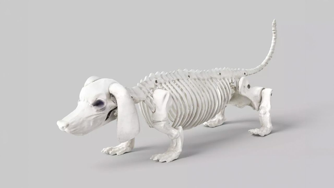 Hyde & EEK! Boutique Dachshund Skeleton Halloween Decorative Prop.jpg