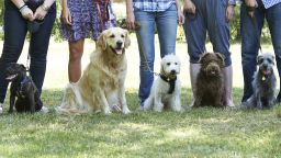 <a href="index.php?page=&url=https%3A%2F%2Fwww.finder.com%2Fmost-popular-dog-breeds" target="_blank">Finder.com</a> analyzed online searches for dog breeds in 161 countries to find out which pooches ended up on top. Read on to see what they found.